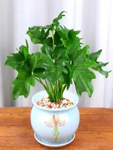 惊喜！宁波前湾绿植租赁，服务出色超吸引人